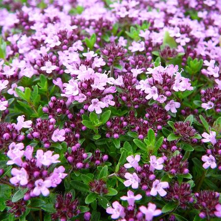 Thyme Red Essential Oil 5